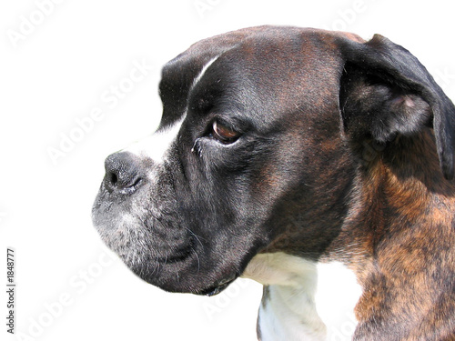 Photo: chien 19 chien 19