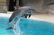 dolphins jumping