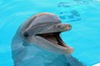 dolphin