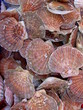 coquille saint jacques