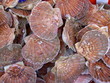 coquille saint jacques