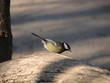 sparrow