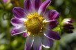 macro of flower