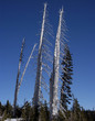 trees and sky
