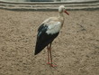 bird-stork bird-stork