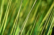 fine greenery,verdures fines