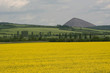 rapsfeld rapsfeld