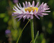 purple fleabane