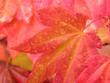red maple leaves