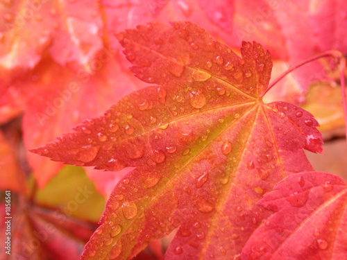 Foto: red maple leaves red maple leaves