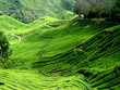 tea plantation, malaysia tea plantation, malaysia