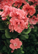 geraniums