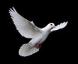 Photo: white dove in flight 7 white dove in flight 7