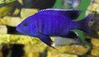 bright blue predator fish