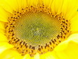 tournesol