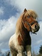 poney