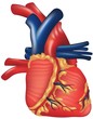 human heart