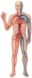 vascular system
