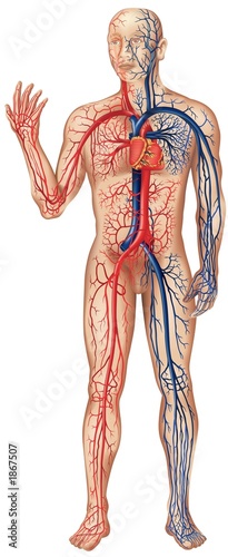 vascular system
