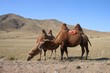 camels in the steps of mongolia camels in the steps of mongolia