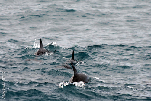 사진:three dusky dolphins three dusky dolphins