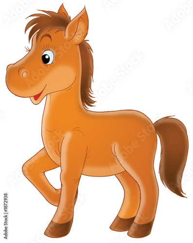foal