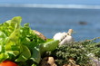salade et ingredient salade et ingredient