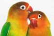 lovebirds