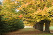 haie d'erables en automne