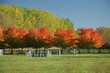 haie d'arbres en automne