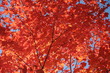 rouge flamboyant, ontario, canada