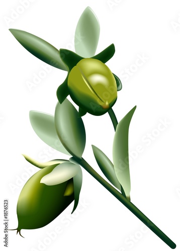 Illustration: jojoba 1 jojoba 1