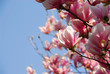 blooming magnolia