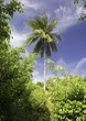 palmtrees in tropical labirint