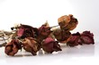 withered red rose