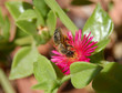 abeille & fleur