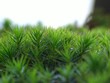 forest of moss