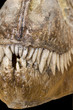 dinosaure