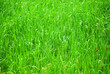 green grass