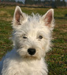 chiot westie