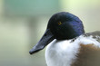 bird portrait