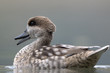 bird portrait