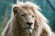 white lion white lion