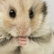 hamster