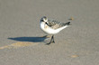oiseau de mer