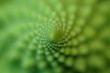 romanesco