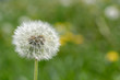 dandelion & grass background dandelion & grass background