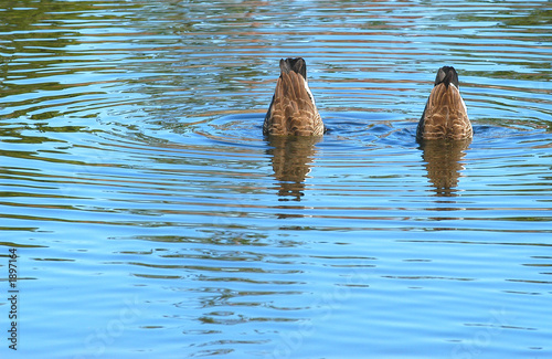 bottoms up.