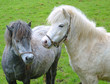pony pals pony pals