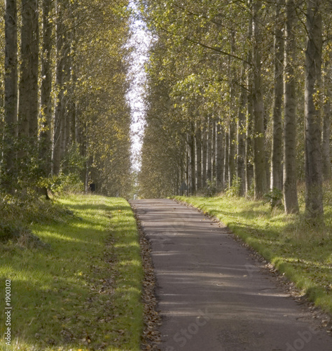 Photo: poplar trees poplar trees